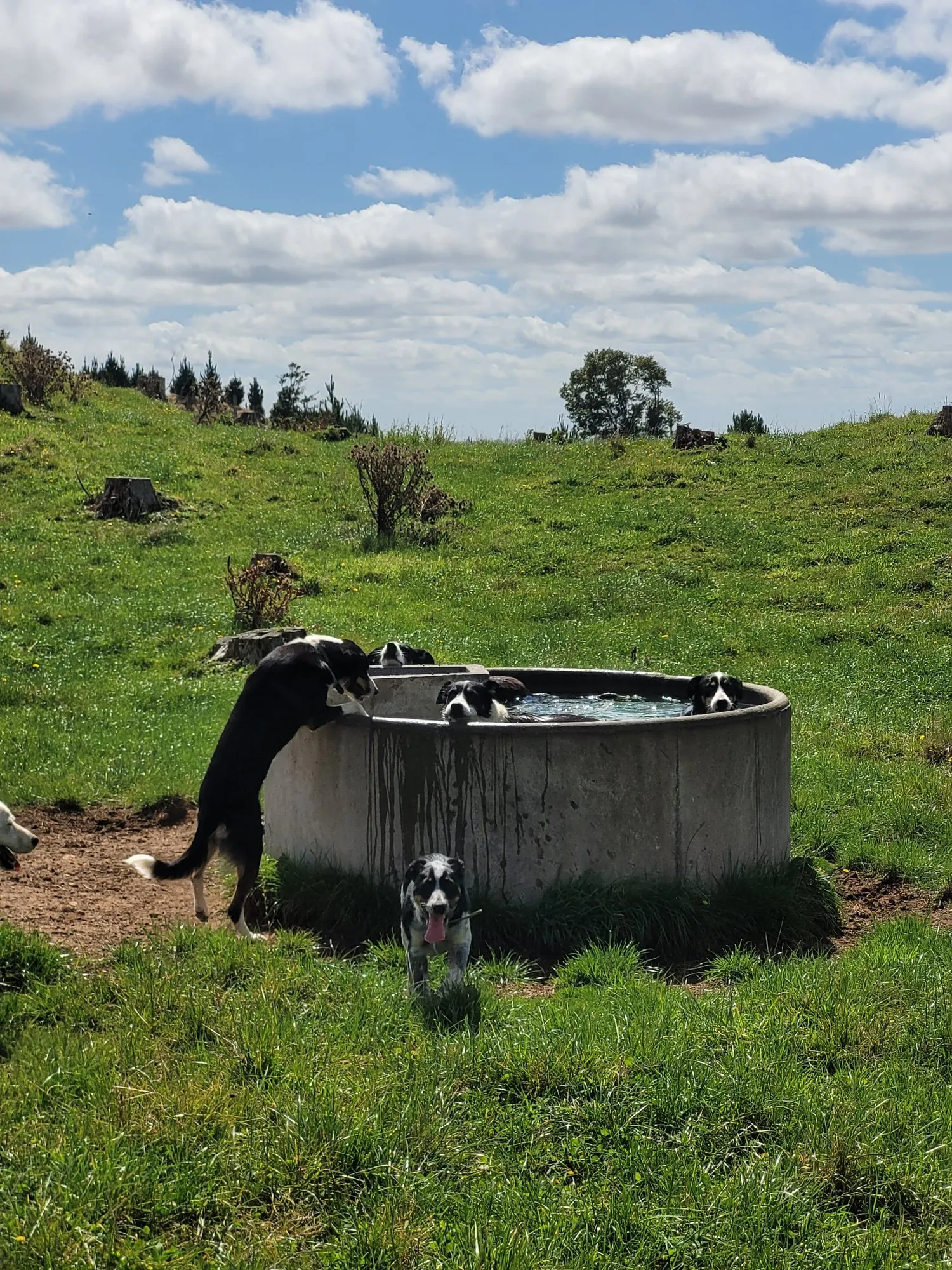 Farm dogs cooling off in a concrete water trough on a green hillside